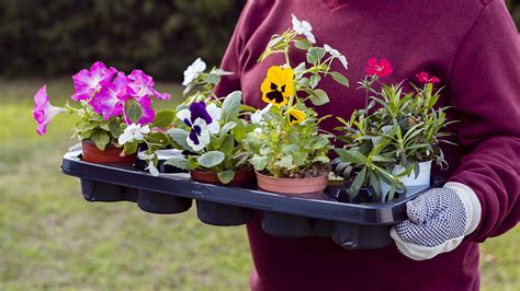 Infografika správneho postupu výsadby do truhlíka s drenážnou vrstvou