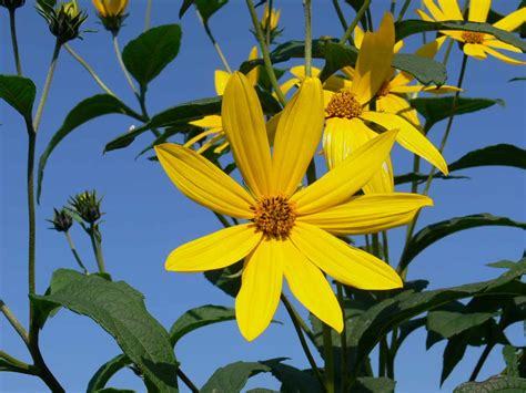 Botanická schéma slnečnice hľuznatej s vyobrazením nadzemnej časti a podzemných hľúz