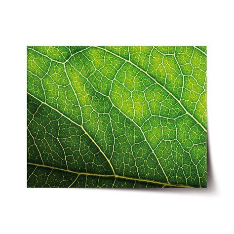 Detail listu bazalky napadnutého voškami