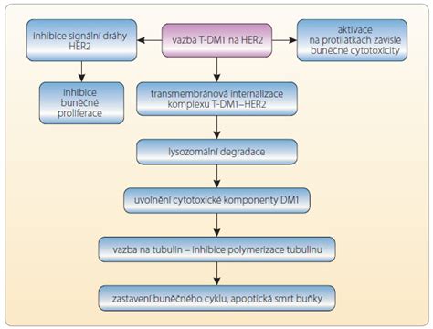 Schéma systémového účinku herbicídu: vstup cez listy, transport do koreňov