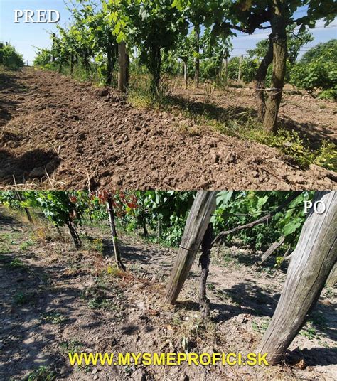 Detailný pohľad na burinu v medziradí vinohradu odoberajúcu živiny a vlahu z pôdy
