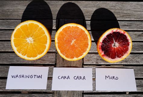 ilustrácia rôznych druhov pomarančov (Valencia, Navel, Blood Orange, Cara Cara)