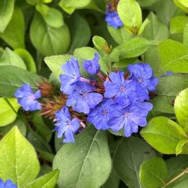 Odkvitnuté kvety a listy enciánového stromčeka s typickými modrými kvetmi a červenými plodmi.