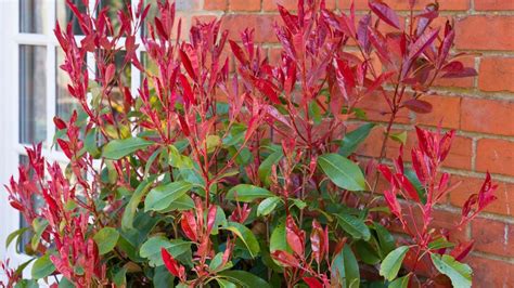 Ozdobný ker oleandra s kvetmi v záhrade