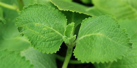 Mulčovanie okolo rastliny oleandra