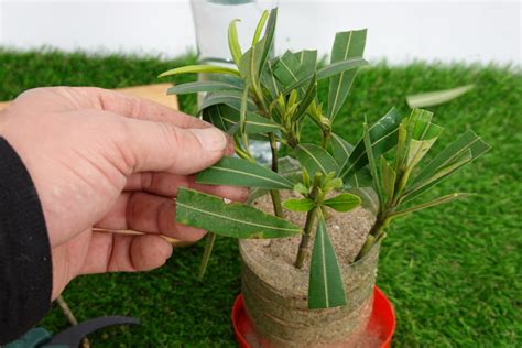 Detail strihania oleandra