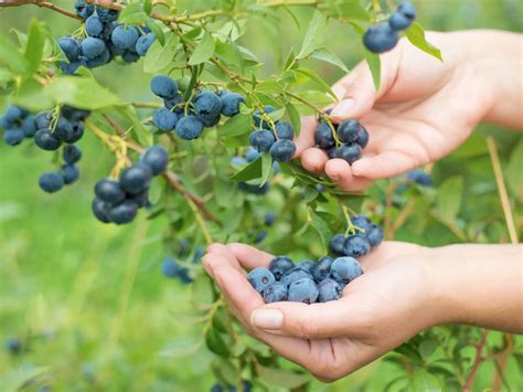 porovnanie veľkosti plodov rôznych odrôd čučoriedok