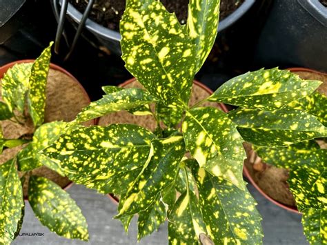 Ilustrácia charakteristických listov aukuby japonskej so žltými škvrnami