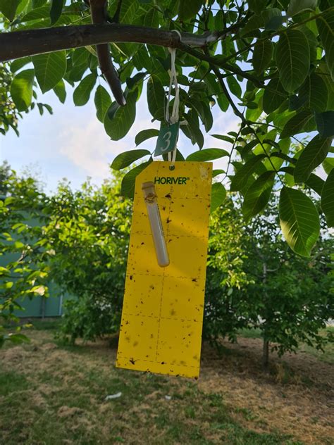 Detail listov kultivaru 'Picturata' s výraznou stredovou žltou škvrnou