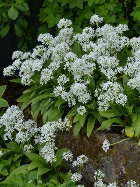 Hosty v polotieni záhrady pod korunami stromov