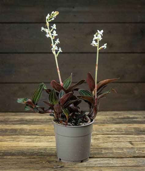 Detailná schéma znázorňujúca spôsob delenia trsu a odrezkov stonky pri orchidei Ludisia discolor