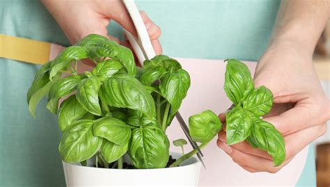 Infografika: Postup správneho rezu bazalky pre podporu hustoty kríčka.