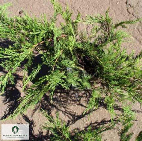 Fotografia kultivaru Juniperus sabina 'Tamariscifolia' v záhradnej kompozícii