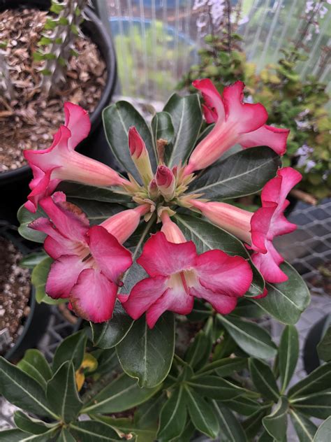Tematická fotografia: Adenium obesum s kvetmi