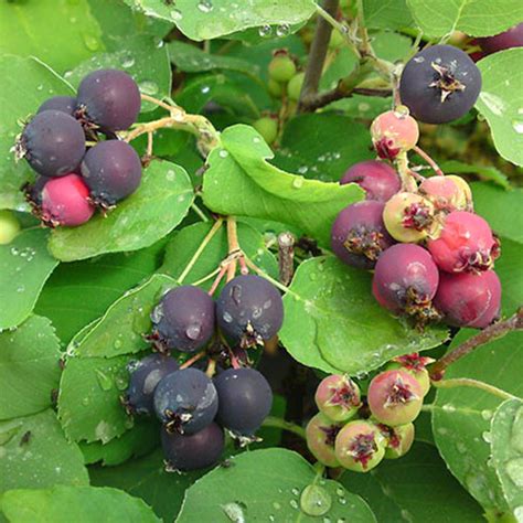 Zrelé tmavomodré až čierne plody muchovníka