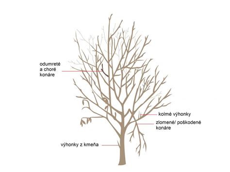 Ilustrácia správneho prevedenia rezu na presvetlenie koruny muchovníka