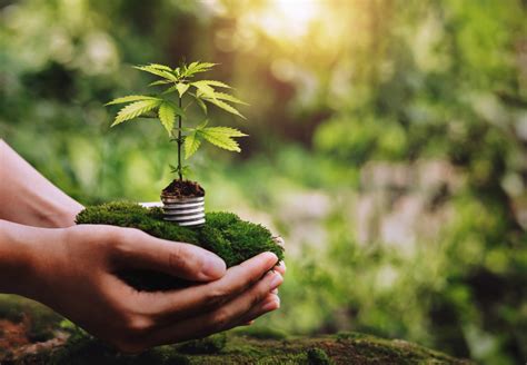 ilustrácia pestovania konope v interiéri