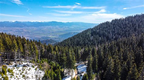 Ilustračná fotografia borovice limby v horskom prostredí