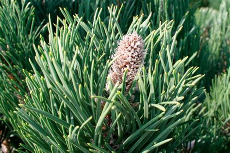 Detail ihlíc a šišiek borovice limby