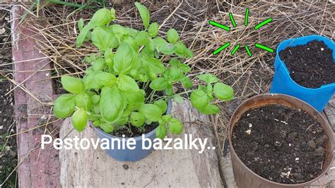 Infografika s optimálnymi podmienkami pre pestovanie bazalky (teplota, svetlo, pôda, zálievka)