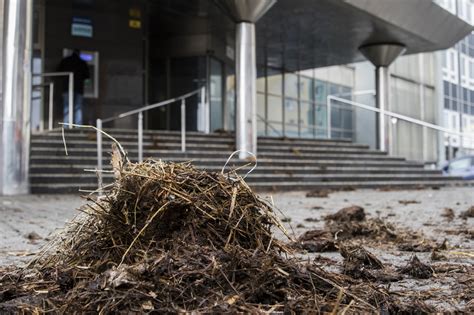 Tematické foto: Rozhádzaný hnoj pred vládnymi budovami v Bratislave