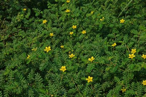 Tematické foto: bylinka kotvičník zemný s kvetmi a listami