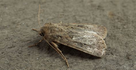 Tematická fotografia: mole v domácnosti