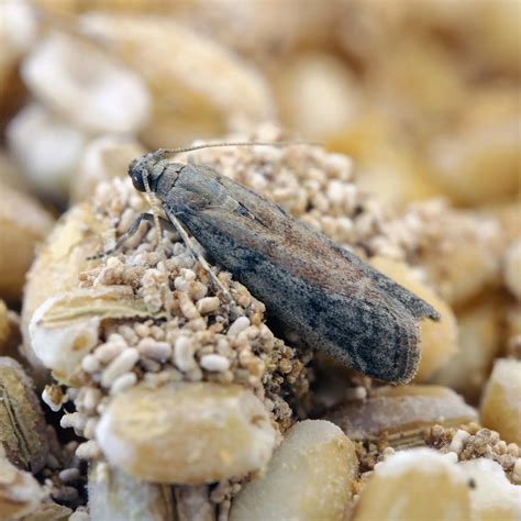 Potravinová moľa a poškodená potravina