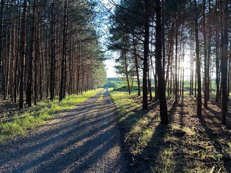 Tematické foto borovicového lesa