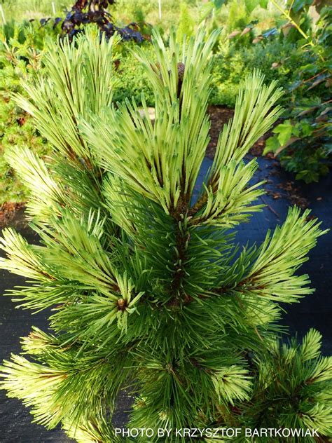 Detail kultivaru Pinus mugo 'Misty' s jeho charakteristickým ihličím