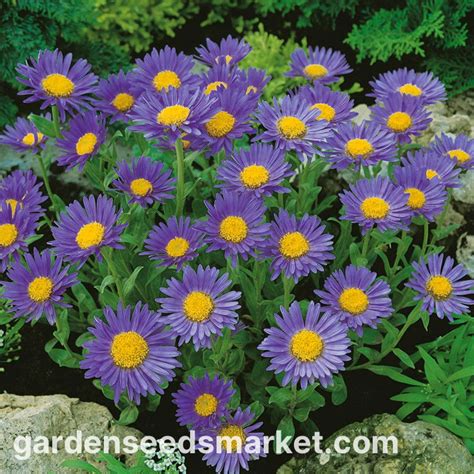 Ilustrácia rastliny Astra alpínska s bielymi kvetmi