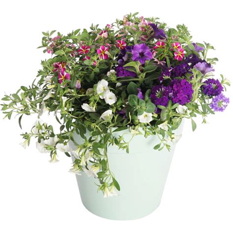 Ilustračné foto rôznych kvitnúcich letničiek a balkónových rastlín