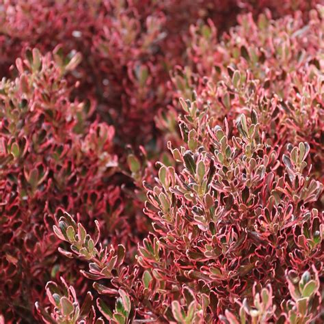 Ilustračná fotografia rastliny Coprosma repens s výrazne lesklými listami.