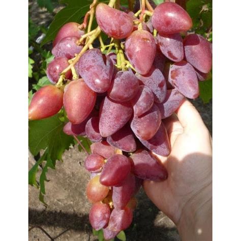 Odroda stolového viniča ‘Dubovskij rozovyj’