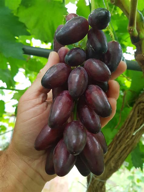 Odroda ‘Podarok belarusam’