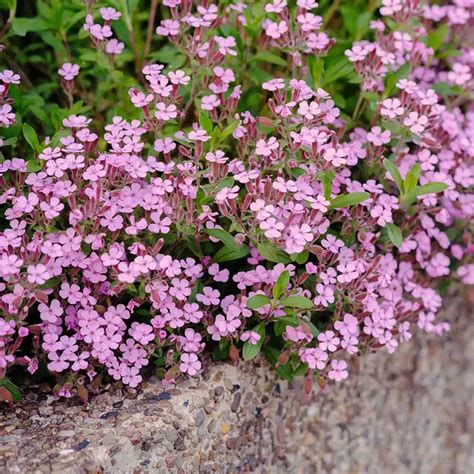Koláž rôznych druhov mydlice: Saponaria officinalis, Saponaria ocymoides, Saponaria caespitosa
