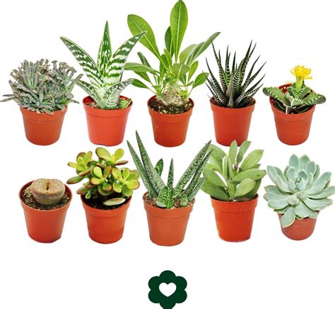 Ilustračná fotografia rôznych druhov sukulentov
