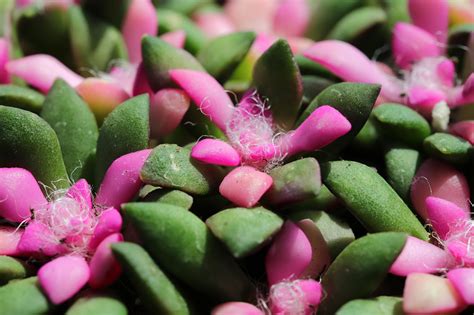 Sukulenty na slnečnom parapete