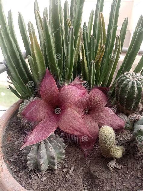 Detail kvetu sukulentu Stapelia