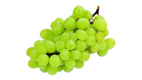 Ilustrácia tradičnej vinobraní s ľuďmi zbierajúcimi hrozno