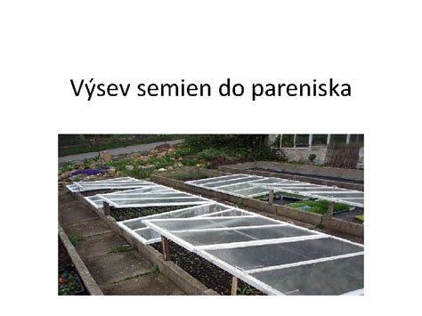 Schéma znázorňujúca postup výsevu semien paradajok do zakoreňovača, hĺbku výsevu a rozmiestnenie semien.