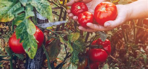 schematické znázornenie správnej zálievky paradajok