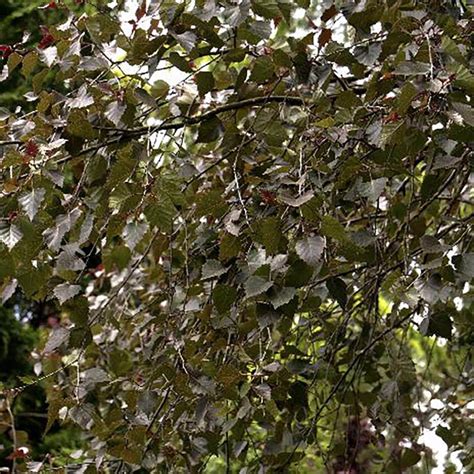 Kultivar brezy previsnutej 'Royal Frost' s výraznými purpurovými listami a bielou kôrou