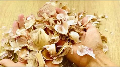 ilustrácia cesnakových šupiek a strúčikov cesnaku