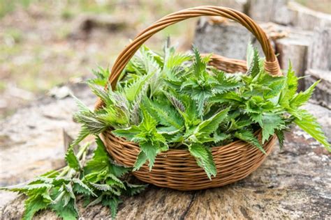 fotografia rastliny žihľavy v záhrade