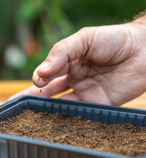 Malé sadenice paradajok v sadbovačoch s výsevným substrátom
