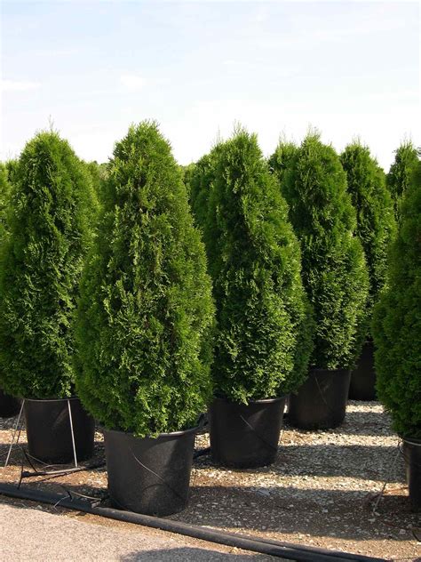 koláž rôznych typov tují (Smaragd, Brabant, Thuja occidentalis)