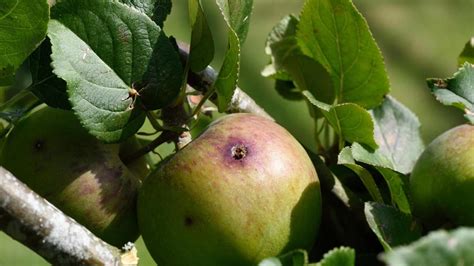 Detailný pohľad na larvu obaľovača jablčného v jabĺčku a jej výkaly.