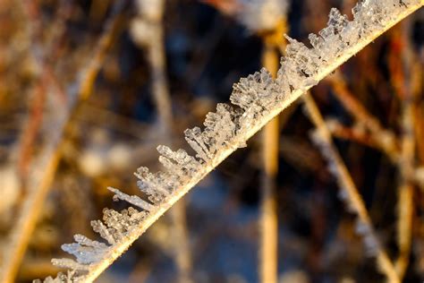 Tematická fotografia vinice pokrytej inovaťou alebo s ľadovými kryštálmi