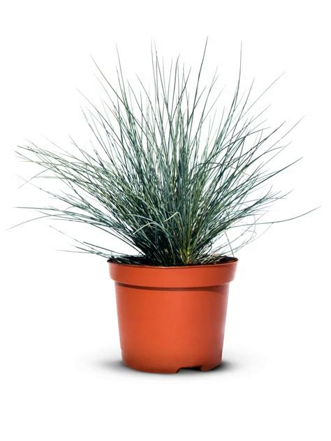 Sadenice osteosperma v črepníkoch